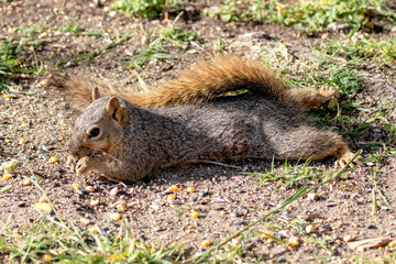 Eastern Fox Squirrel, Fox Squirrel, Bryant's Fox Squirrel - Sciurus niger