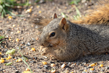 Eastern Fox Squirrel, Fox Squirrel, Bryant's Fox Squirrel - Sciurus niger