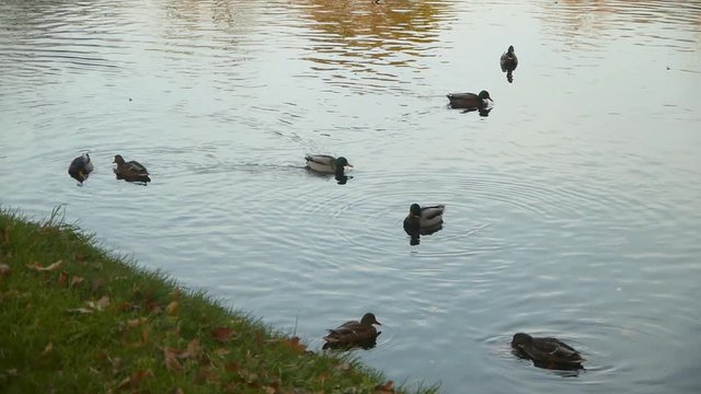 A group of ducks swim around the edge of a pond in Lazienki Park in Warsaw Poland