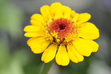 黄色い花　ヒャクニチソウ