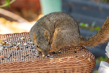 Eastern Fox Squirrel, Fox Squirrel, Bryant's Fox Squirrel - Sciurus niger