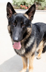 German Shepherd 