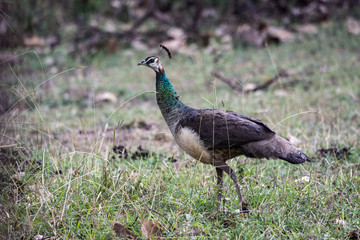 The Indian Peafowl