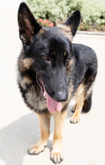 German Shepherd 2