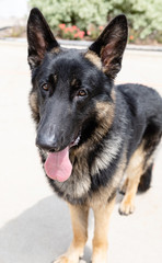 German Shepherd 3