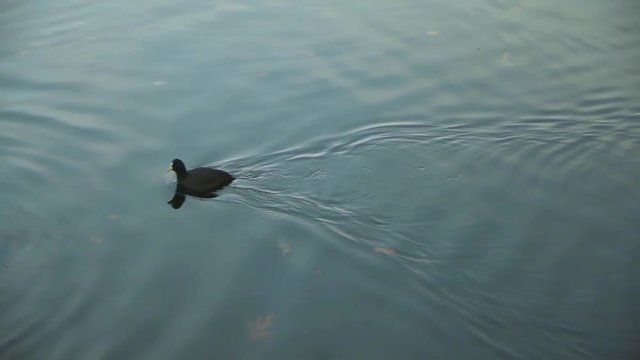Adorable duck swims by on a pond in Lazienki Park in Warsaw Poland