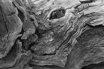 Old wood texture cracks and fractures black and white