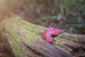 Maple Leaf fall on wood moss green khon lineage tree. subject is blurred.