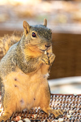 Eastern Fox Squirrel, Fox Squirrel, Bryant's Fox Squirrel - Sciurus niger