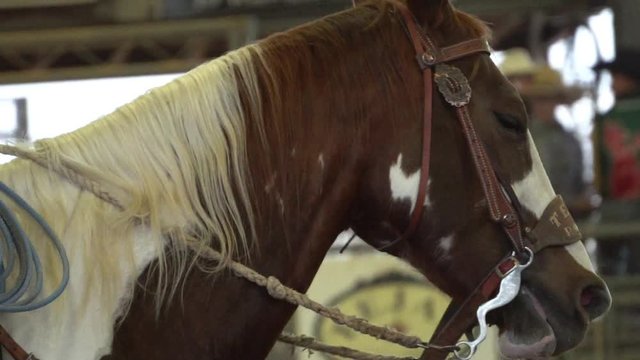 Horse facial expressions in slow motion