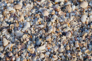 shells on the ground