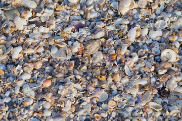 shells on the ground