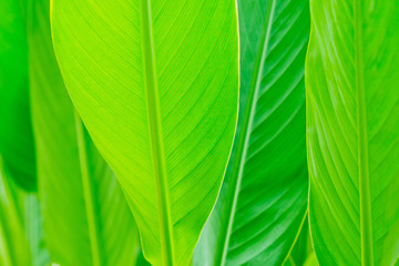 green leaves natural background wallpaper, leaf texture,