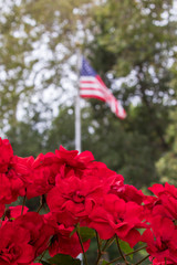 American Flag with Red Roses in Foreground
