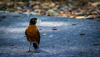 Early Bird Robin Redbreast Get the Worm