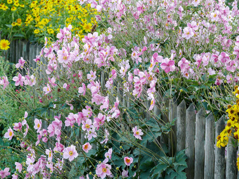 Anemone hupehensis windflower growing on a picket fence