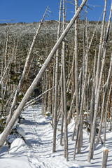 縞枯山と茶臼山の鞍部の枯れ木
