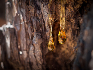 Organic life concept: leaking bright yellow drops of pine tar, resin, with a spider web on a dark...