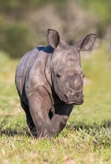 Bébé rhinocéros ou rhinocéros