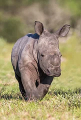 Photo sur Aluminium Rhinocéros Bébé rhinocéros ou rhinocéros