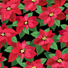 Seamless pattern of Poinsettia flowers in red and green color on black background. Vector set of Christmas elements for holiday invitations, greeting card and advertising design.