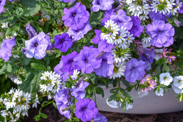 White and purple flowers