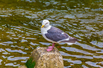 Slaty-backed gull.I photograph it in Pereke river in Utoro Shari-cho, Hokkaido Utoro of Japan(Shiretoko Peninsula).