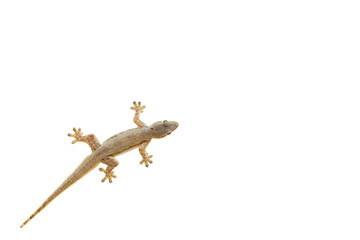 Brown lizard on white background