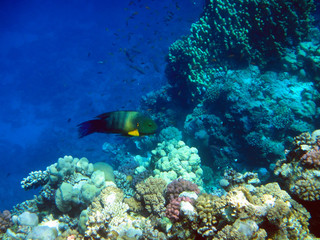 Fototapeta na wymiar Beautiful underwater world with corals and exotic fish in the Red sea. Egypt 