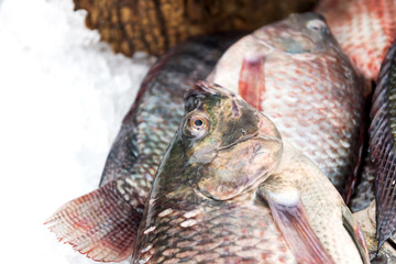 Tilapia fish in Thailand local market
