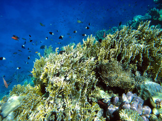 Beautiful underwater world with corals and exotic fish in the Red sea. Egypt    