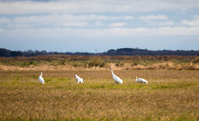 Louisiana Whooping Cranes, including the first hatched in 75 years