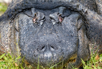 Elder Gator