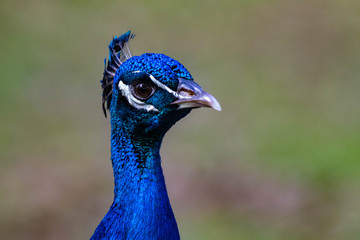 Fototapeta premium Curious Peacock