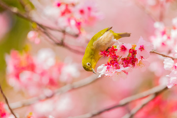 Japanese White-eye.The back is cherry blossoms(Japanese name is Kanzakura). Located in Tokyo Prefecture Japan.