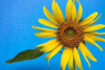 Yellow sunflower in a garden with a blur background. The closeup photo of natural flower.