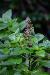 Closeup Common Sweet Basil in a garden.