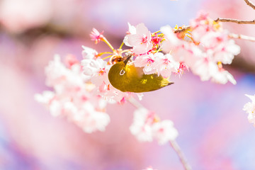 Japanese White-eye.The background is cherry blossoms(Japanese name is Kanzakura). Located in Tokyo Prefecture Japan.