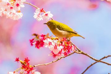 Japanese White-eye.The back is cherry blossoms(Japanese name is Kanzakura). Located in Tokyo Prefecture Japan.