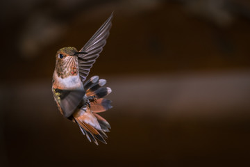 hummingbird making sharp turn while in flight