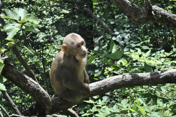 Wild monkey