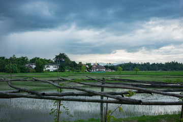 Obraz premium Beautiful rice field in Chiang Mai, Thailand.