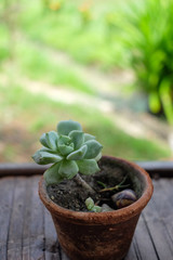 Beautiful vase surrounded by nature.