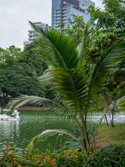 Coconut planted near the water in the park.