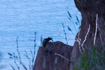 Squirrel on a rocky cliff