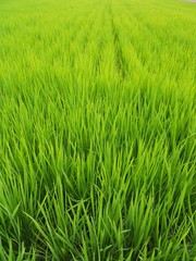 稲