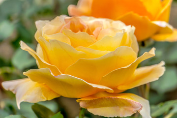 Beautiful yellow rose closeup 