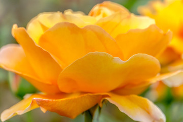 Obraz na płótnie Canvas Beautiful yellow rose closeup 