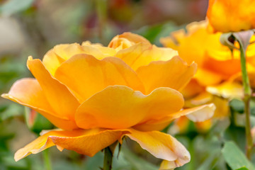 Beautiful yellow rose closeup 