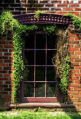 Fototapeta na wymiar Window With Vines